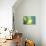 A Female Brazilian Ruby, Clytolaema Rubricauda, Perching on Branch in Ubatuba, Brazil-Alex Saberi-Photographic Print displayed on a wall