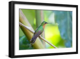 A Female Brazilian Ruby, Clytolaema Rubricauda, Perching on Branch in Ubatuba, Brazil-Alex Saberi-Framed Photographic Print