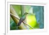 A Female Brazilian Ruby, Clytolaema Rubricauda, Perching on Branch in Ubatuba, Brazil-Alex Saberi-Framed Photographic Print