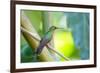 A Female Brazilian Ruby, Clytolaema Rubricauda, Perching on Branch in Ubatuba, Brazil-Alex Saberi-Framed Photographic Print