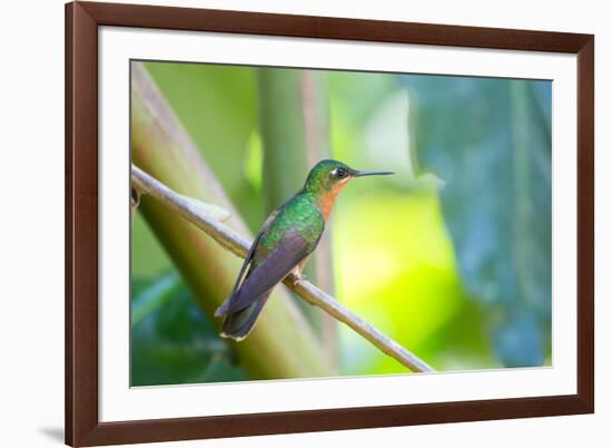 A Female Brazilian Ruby, Clytolaema Rubricauda, Perching on Branch in Ubatuba, Brazil-Alex Saberi-Framed Photographic Print