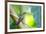 A Female Brazilian Ruby, Clytolaema Rubricauda, Perching on Branch in Ubatuba, Brazil-Alex Saberi-Framed Photographic Print