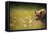A Female Brown Bear Feeds On Sedge Grasses And Daisies In Lake Clark National Park Alaska At Sunset-Jay Goodrich-Framed Stretched Canvas