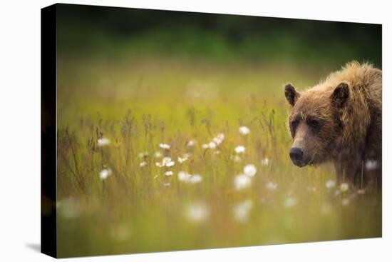 A Female Brown Bear Feeds On Sedge Grasses And Daisies In Lake Clark National Park Alaska At Sunset-Jay Goodrich-Stretched Canvas