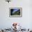 A Female Climber Tackles a Steep Cliff at Loven, Near Aurland, Western Norway, Scandinavia, Europe-David Pickford-Framed Photographic Print displayed on a wall