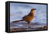 A Female Great-Tailed Grackle on a Southern California Beach-Neil Losin-Framed Stretched Canvas