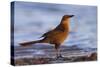 A Female Great-Tailed Grackle on a Southern California Beach-Neil Losin-Stretched Canvas