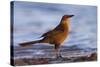 A Female Great-Tailed Grackle on a Southern California Beach-Neil Losin-Stretched Canvas