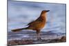 A Female Great-Tailed Grackle on a Southern California Beach-Neil Losin-Mounted Premium Photographic Print