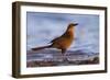 A Female Great-Tailed Grackle on a Southern California Beach-Neil Losin-Framed Photographic Print