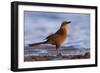 A Female Great-Tailed Grackle on a Southern California Beach-Neil Losin-Framed Photographic Print