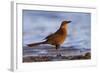 A Female Great-Tailed Grackle on a Southern California Beach-Neil Losin-Framed Photographic Print