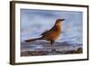 A Female Great-Tailed Grackle on a Southern California Beach-Neil Losin-Framed Photographic Print