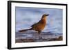 A Female Great-Tailed Grackle on a Southern California Beach-Neil Losin-Framed Photographic Print