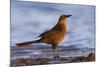 A Female Great-Tailed Grackle on a Southern California Beach-Neil Losin-Mounted Photographic Print