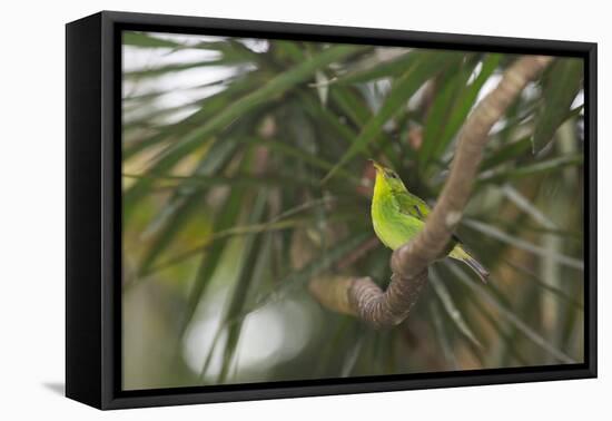 A Female Green Honeycreeper, Chlorophanes Spiza, Perching in a Tree in Ubatuba-Alex Saberi-Framed Stretched Canvas