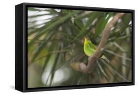 A Female Green Honeycreeper, Chlorophanes Spiza, Perching in a Tree in Ubatuba-Alex Saberi-Framed Stretched Canvas