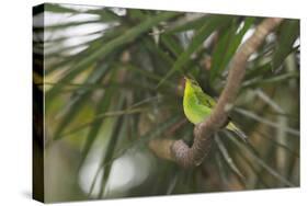 A Female Green Honeycreeper, Chlorophanes Spiza, Perching in a Tree in Ubatuba-Alex Saberi-Stretched Canvas