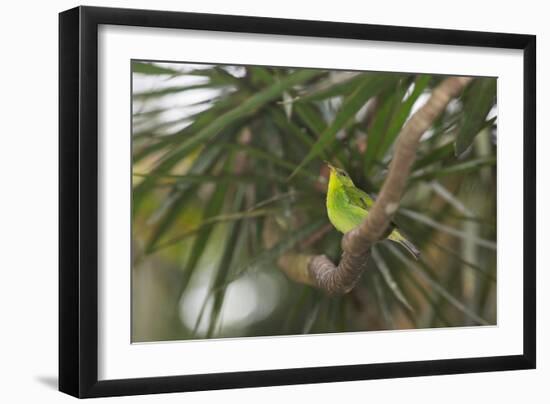 A Female Green Honeycreeper, Chlorophanes Spiza, Perching in a Tree in Ubatuba-Alex Saberi-Framed Photographic Print