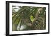 A Female Green Honeycreeper, Chlorophanes Spiza, Perching in a Tree in Ubatuba-Alex Saberi-Framed Photographic Print