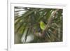 A Female Green Honeycreeper, Chlorophanes Spiza, Perching in a Tree in Ubatuba-Alex Saberi-Framed Photographic Print