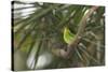 A Female Green Honeycreeper, Chlorophanes Spiza, Perching in a Tree in Ubatuba-Alex Saberi-Stretched Canvas