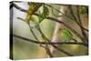 A Female Green Honeycreeper, Chlorophanes Spiza, Perching in a Tree in Ubatuba-Alex Saberi-Stretched Canvas