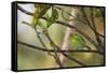 A Female Green Honeycreeper, Chlorophanes Spiza, Perching in a Tree in Ubatuba-Alex Saberi-Framed Stretched Canvas