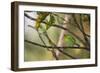 A Female Green Honeycreeper, Chlorophanes Spiza, Perching in a Tree in Ubatuba-Alex Saberi-Framed Photographic Print