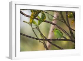 A Female Green Honeycreeper, Chlorophanes Spiza, Perching in a Tree in Ubatuba-Alex Saberi-Framed Photographic Print