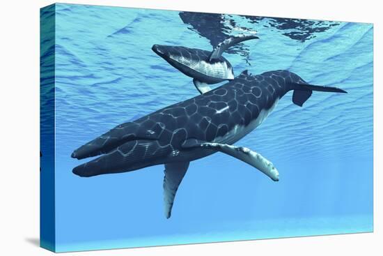 A Female Humpback Whale Swims with Her Calf Through Ocean Waters-null-Stretched Canvas