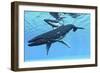 A Female Humpback Whale Swims with Her Calf Through Ocean Waters-null-Framed Premium Giclee Print