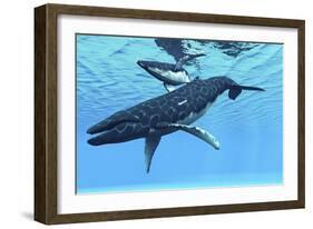A Female Humpback Whale Swims with Her Calf Through Ocean Waters-null-Framed Premium Giclee Print