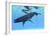 A Female Humpback Whale Swims with Her Calf Through Ocean Waters-null-Framed Premium Giclee Print