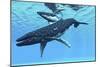 A Female Humpback Whale Swims with Her Calf Through Ocean Waters-null-Mounted Premium Giclee Print
