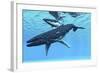 A Female Humpback Whale Swims with Her Calf Through Ocean Waters-null-Framed Art Print