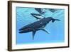 A Female Humpback Whale Swims with Her Calf Through Ocean Waters-null-Framed Art Print