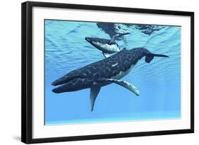 A Female Humpback Whale Swims with Her Calf Through Ocean Waters-null-Framed Art Print