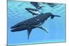 A Female Humpback Whale Swims with Her Calf Through Ocean Waters-null-Mounted Art Print