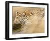 A Female Leopard Stalking Her Prey in Blurred Motion.-Karine Aigner-Framed Photographic Print