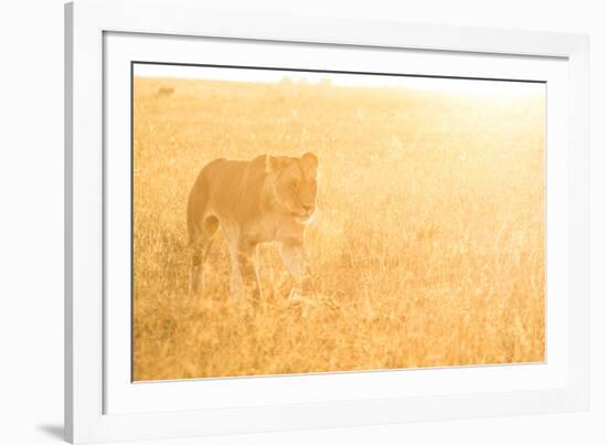 A Female Lion In The Warm Morning Light. Location: Maasai Mara, Kenya-Axel Brunst-Framed Photographic Print