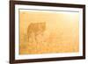 A Female Lion In The Warm Morning Light. Location: Maasai Mara, Kenya-Axel Brunst-Framed Photographic Print