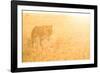 A Female Lion In The Warm Morning Light. Location: Maasai Mara, Kenya-Axel Brunst-Framed Photographic Print