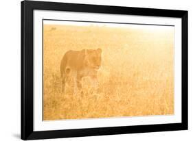 A Female Lion In The Warm Morning Light. Location: Maasai Mara, Kenya-Axel Brunst-Framed Photographic Print