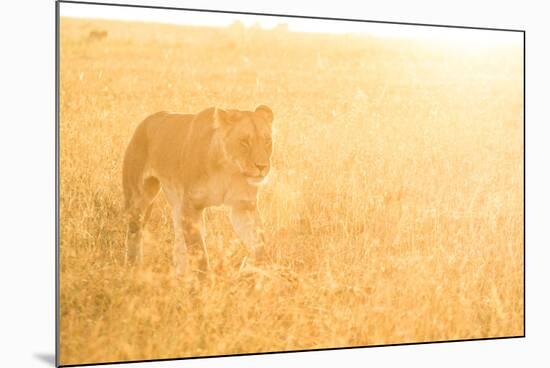 A Female Lion In The Warm Morning Light. Location: Maasai Mara, Kenya-Axel Brunst-Mounted Photographic Print