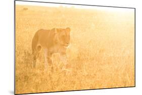 A Female Lion In The Warm Morning Light. Location: Maasai Mara, Kenya-Axel Brunst-Mounted Photographic Print