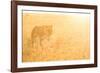 A Female Lion In The Warm Morning Light. Location: Maasai Mara, Kenya-Axel Brunst-Framed Photographic Print