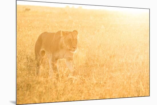 A Female Lion In The Warm Morning Light. Location: Maasai Mara, Kenya-Axel Brunst-Mounted Premium Photographic Print