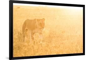 A Female Lion In The Warm Morning Light. Location: Maasai Mara, Kenya-Axel Brunst-Framed Photographic Print