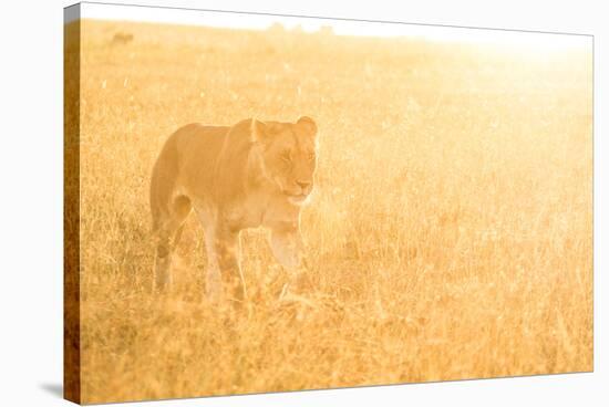 A Female Lion In The Warm Morning Light. Location: Maasai Mara, Kenya-Axel Brunst-Stretched Canvas